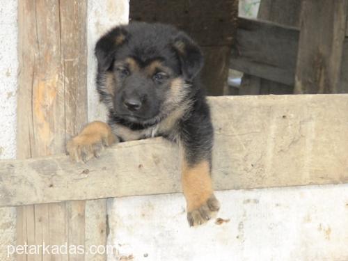 zorba Erkek Alman Çoban Köpeği