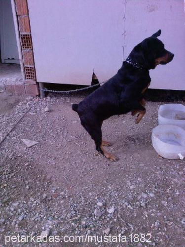 LEYDİ Dişi Rottweiler