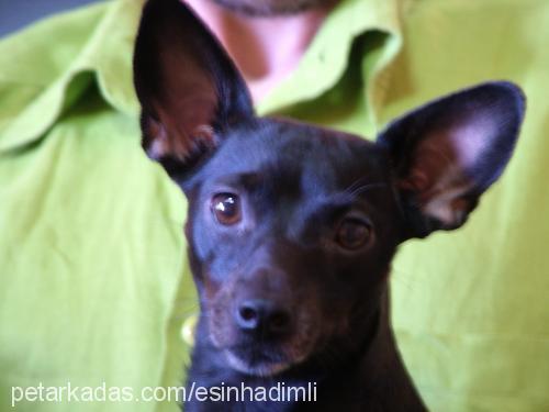 buffy Dişi Minyatür Pinscher