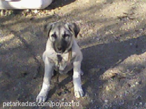 poyraz Erkek Kangal