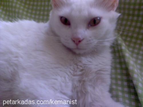 pamuk Dişi Ankara Kedisi (Angora)