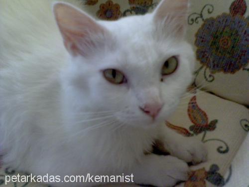 pamuk Dişi Ankara Kedisi (Angora)