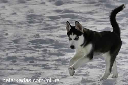 sophie Dişi Sibirya Kurdu (Husky)