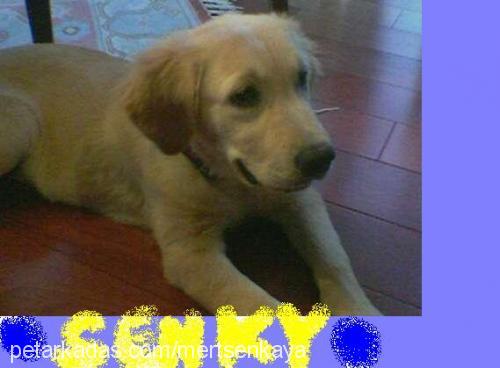 Şenky Erkek Golden Retriever