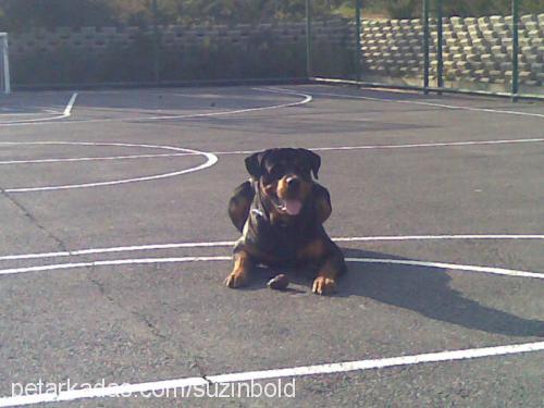 bold Erkek Rottweiler