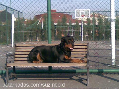 bold Erkek Rottweiler