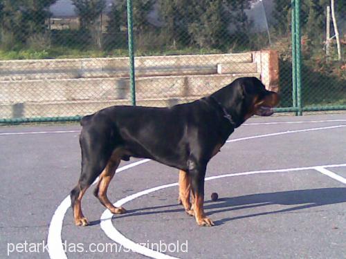 bold Erkek Rottweiler