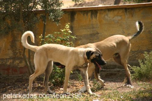 hilal Dişi Kangal