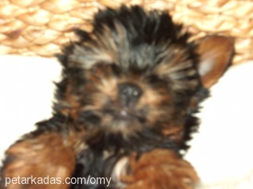 pepsİ Dişi Yorkshire Terrier