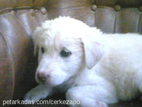 beyaz Dişi Golden Retriever