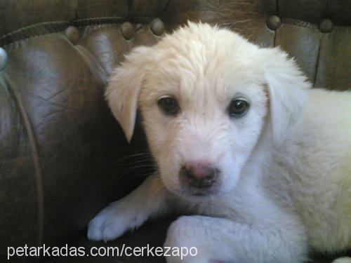 beyaz Dişi Golden Retriever