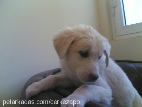 beyaz Dişi Golden Retriever