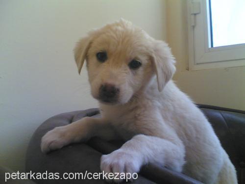 beyaz Dişi Golden Retriever