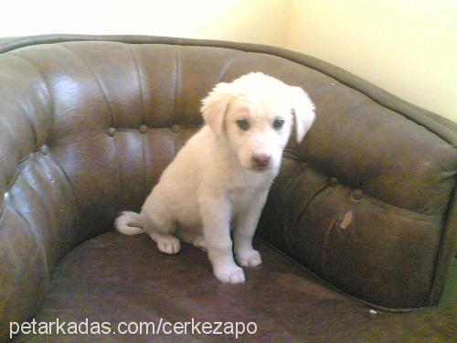 beyaz Dişi Golden Retriever