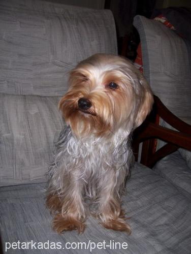 mitmit Dişi Yorkshire Terrier