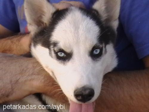 daisy Dişi Sibirya Kurdu (Husky)