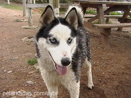 daisy Dişi Sibirya Kurdu (Husky)