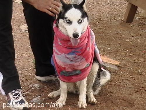 daisy Dişi Sibirya Kurdu (Husky)