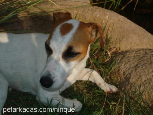 marla Dişi Jack Russell Terrier