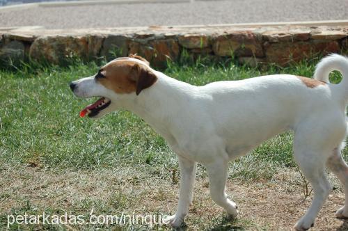 marla Dişi Jack Russell Terrier