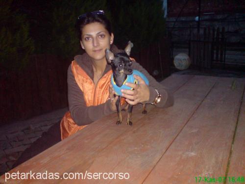 baby Dişi Chihuahua