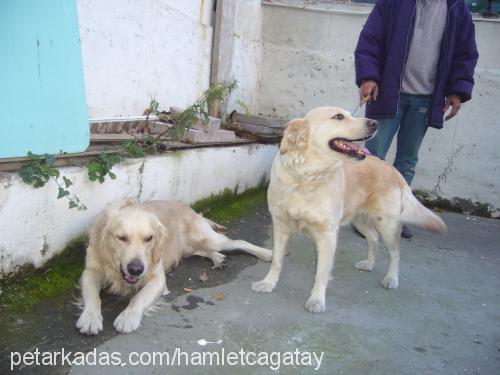 hamlet Erkek Golden Retriever