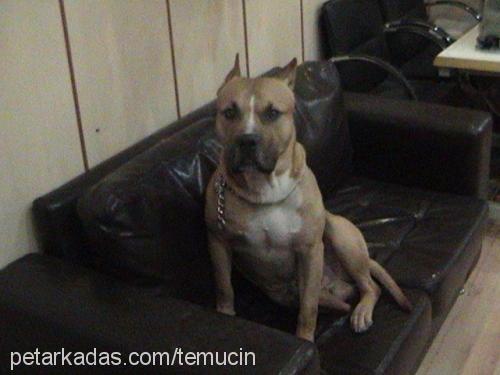 tony Erkek Amerikan Staffordshire Terrier