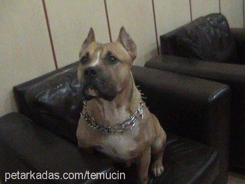 tony Erkek Amerikan Staffordshire Terrier