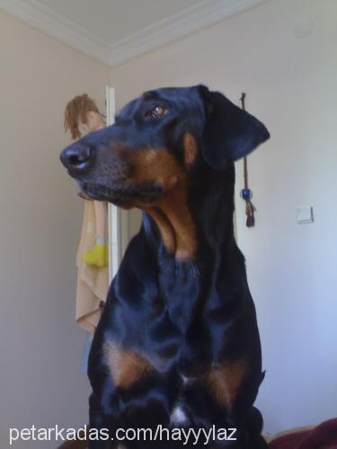 hera Dişi Doberman Pinscher