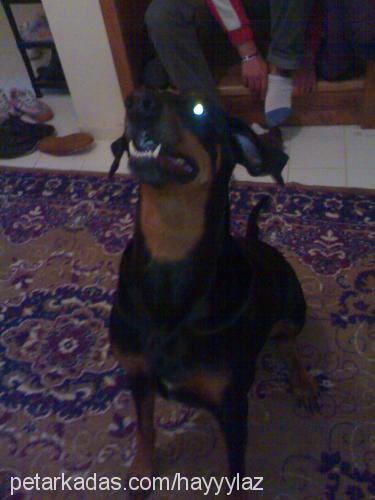 hera Dişi Doberman Pinscher