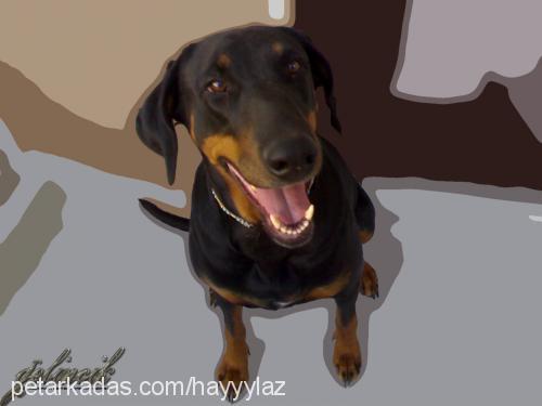 hera Dişi Doberman Pinscher