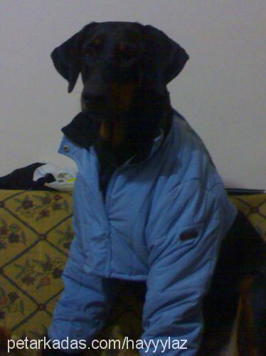 hera Dişi Doberman Pinscher