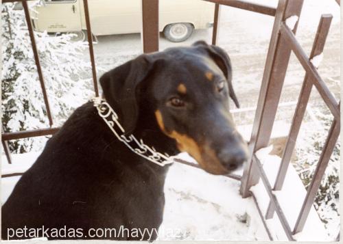 hera Dişi Doberman Pinscher