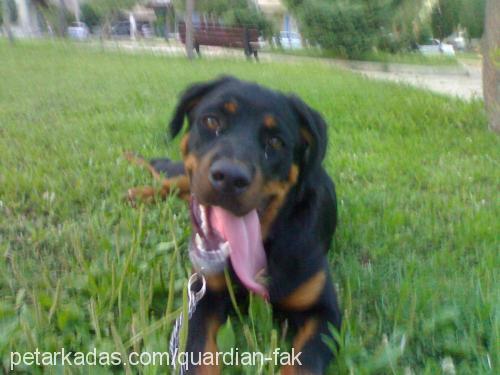 Lucy Dişi Rottweiler