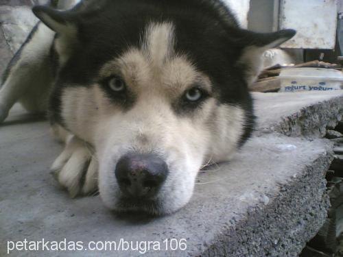 CANGO Erkek Sibirya Kurdu (Husky)