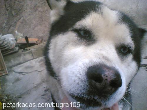 CANGO Erkek Sibirya Kurdu (Husky)