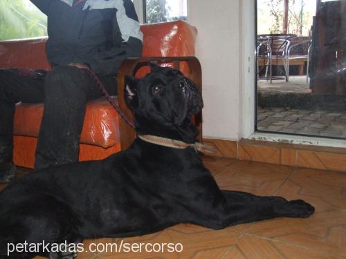 kesh Erkek Mastiff