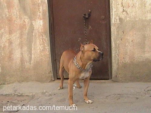 tony Erkek Amerikan Staffordshire Terrier