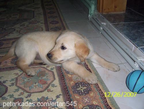 fındık Dişi Golden Retriever