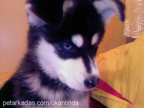 linda Dişi Sibirya Kurdu (Husky)