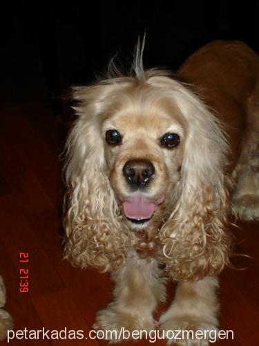 Şillik Dişi Amerikan Cocker Spaniel