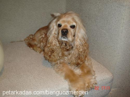 Şillik Dişi Amerikan Cocker Spaniel