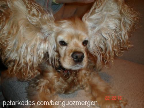 Şillik Dişi Amerikan Cocker Spaniel