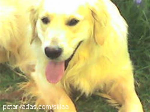 hector Erkek Golden Retriever