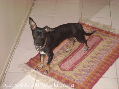 zeytin Dişi Minyatür Pinscher