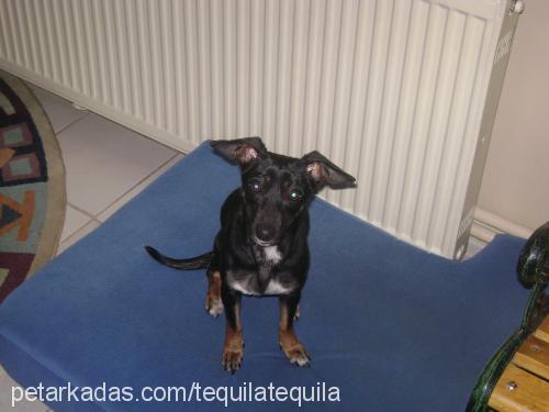 zeytin Dişi Minyatür Pinscher