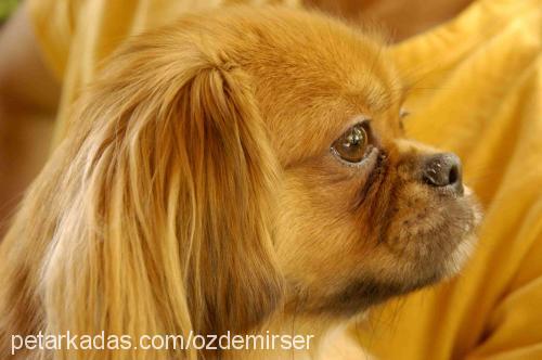 pakize Dişi Tibetli Spaniel