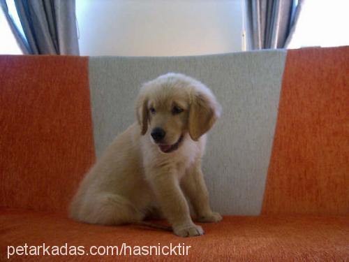 goldi Erkek Golden Retriever