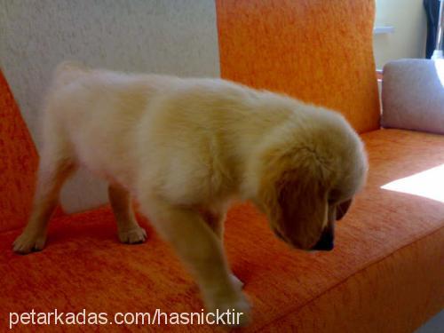 goldi Erkek Golden Retriever