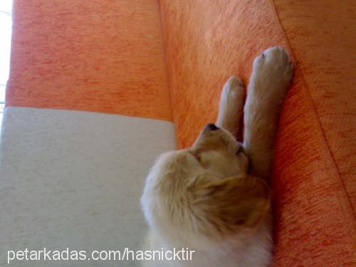 goldi Erkek Golden Retriever